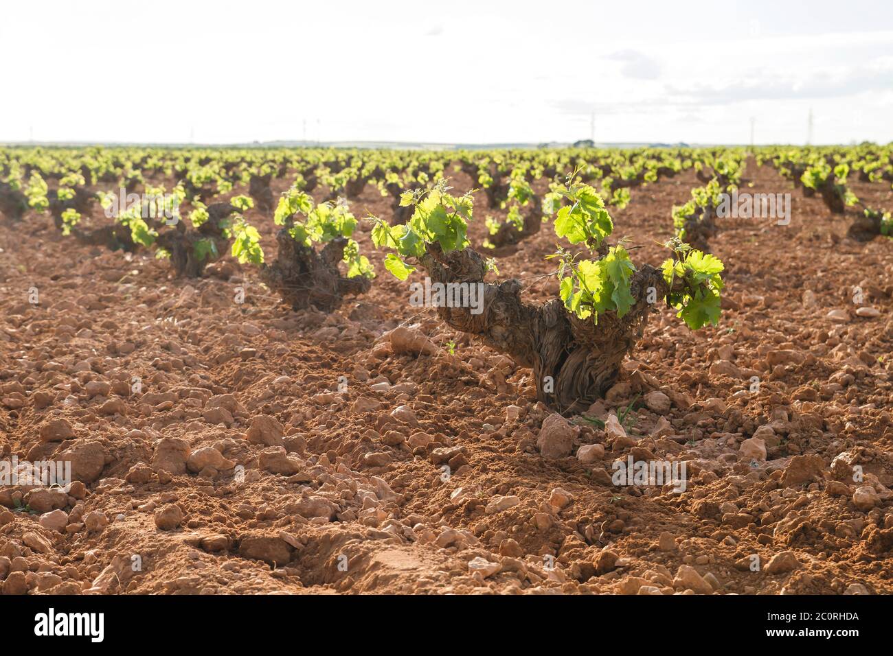 Extensive vineyards fields in La Mancha, Spain Stock Photo