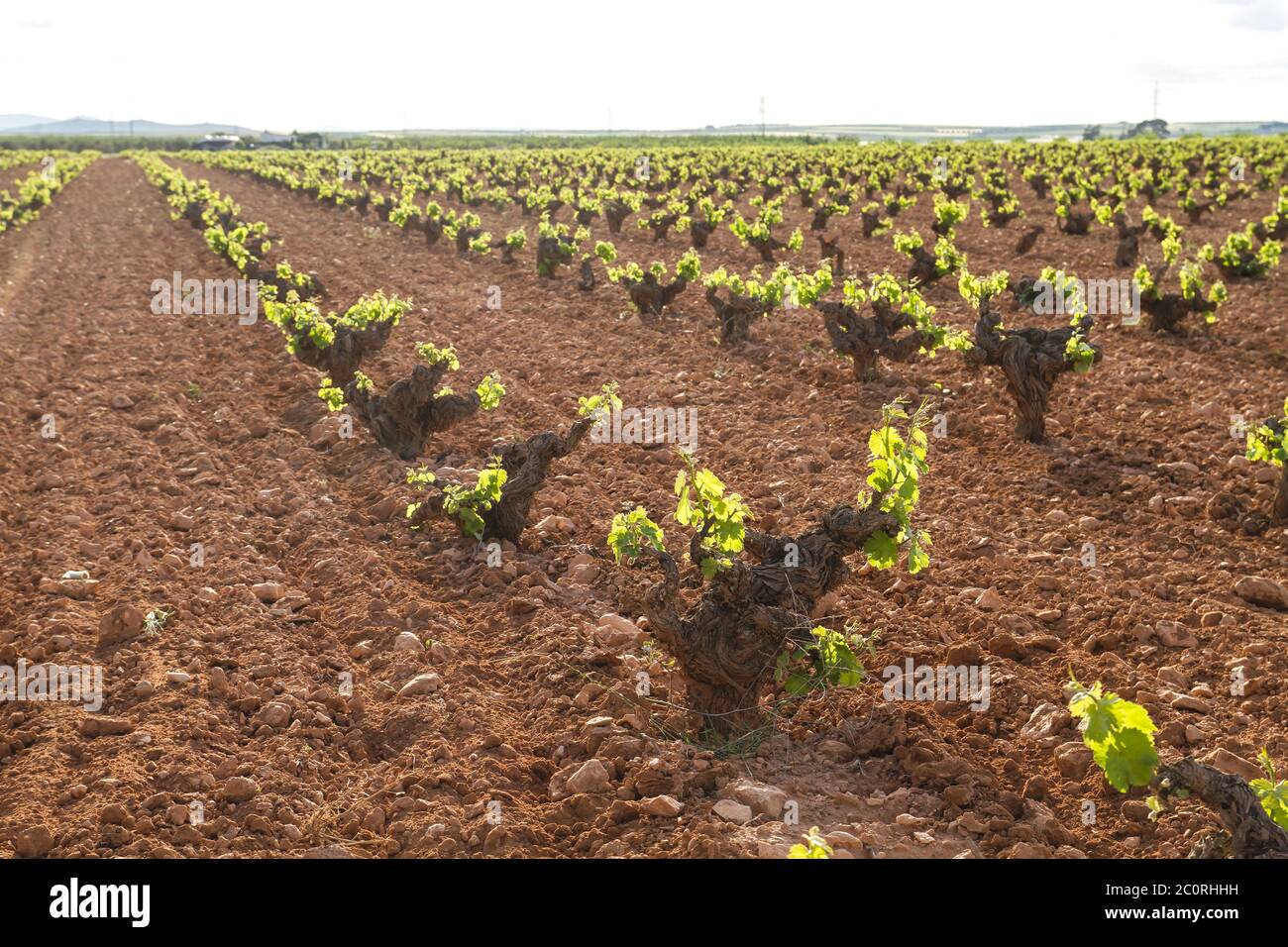 Extensive vineyards fields in La Mancha, Spain Stock Photo