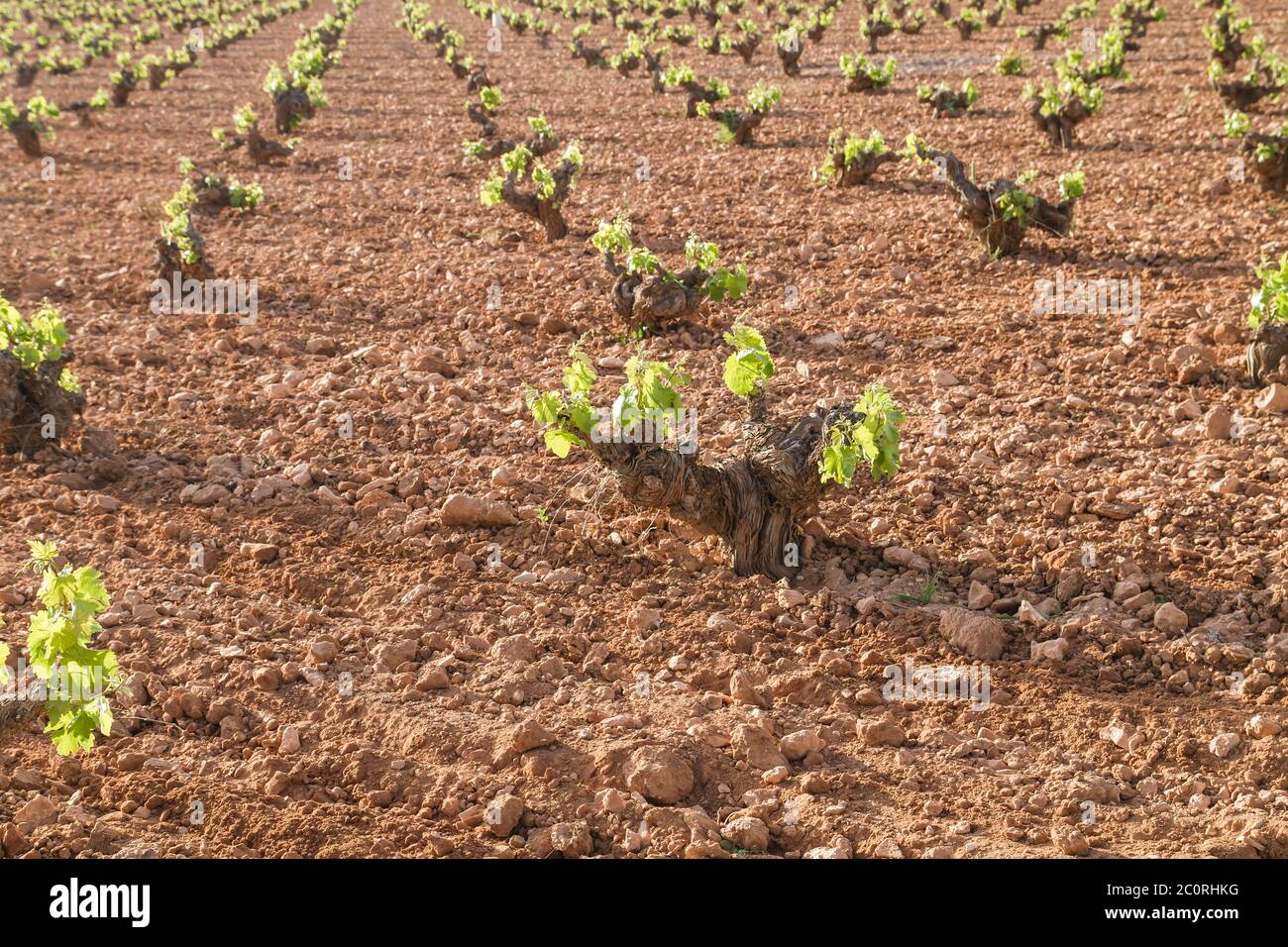 Extensive vineyards fields in La Mancha, Spain Stock Photo