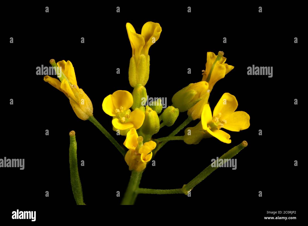 Treacle-Mustard (Erysimum cheiranthoides). Inflorescence Detail Closeup Stock Photo