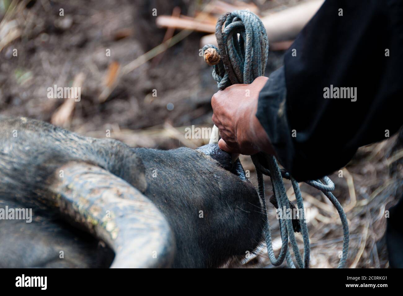 Man Holding the Carabao Buffalo with a rope and ring Stock Photo