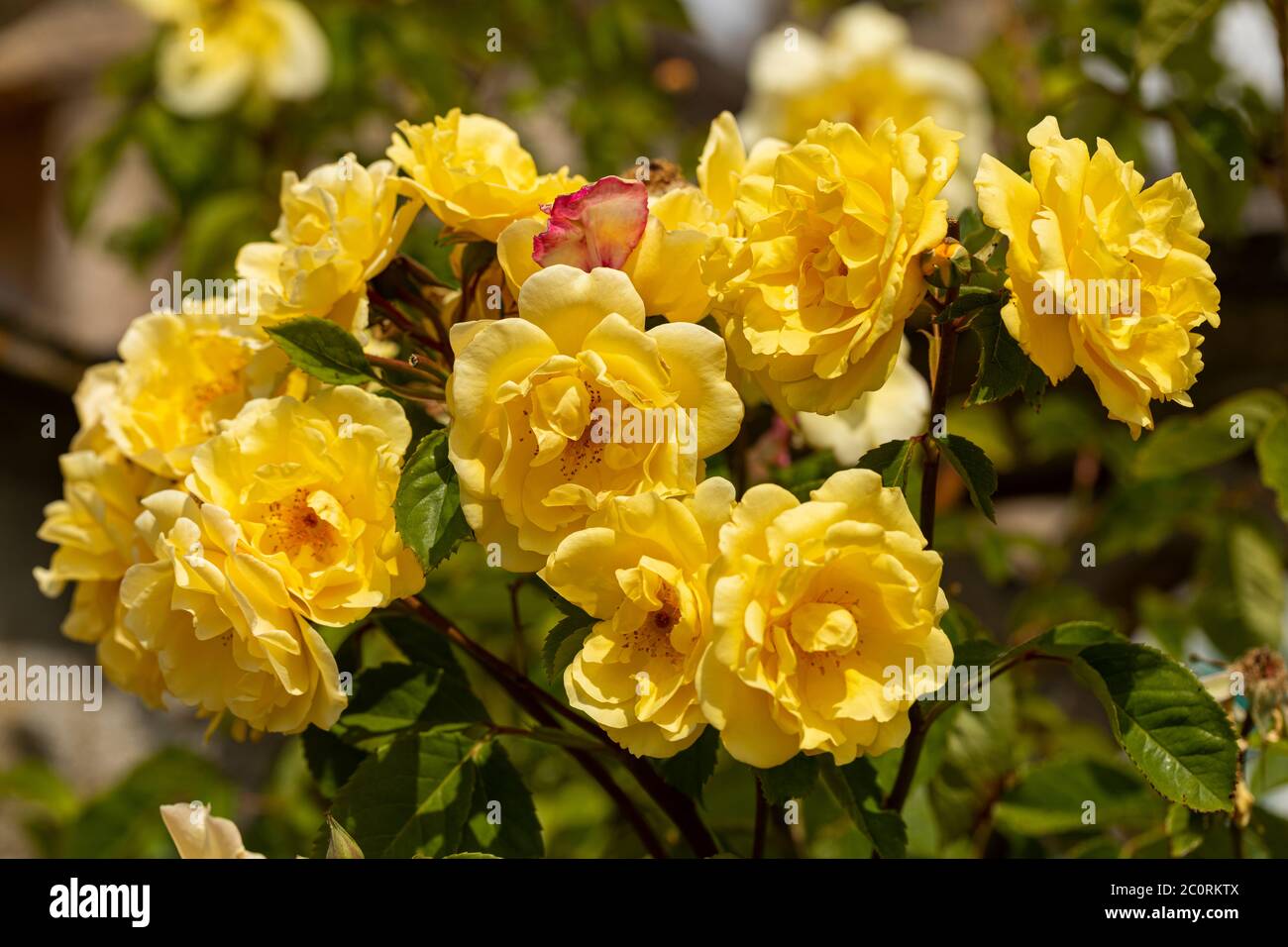 Close up of a David Austin yellow rose called Rosa Golden Gate. An English climbing rose.  Flowering in a garden in England, UK Stock Photo