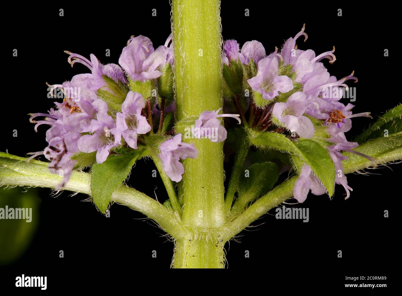 Corn Mint (Mentha arvensis). Inflorescence Closeup Stock Photo