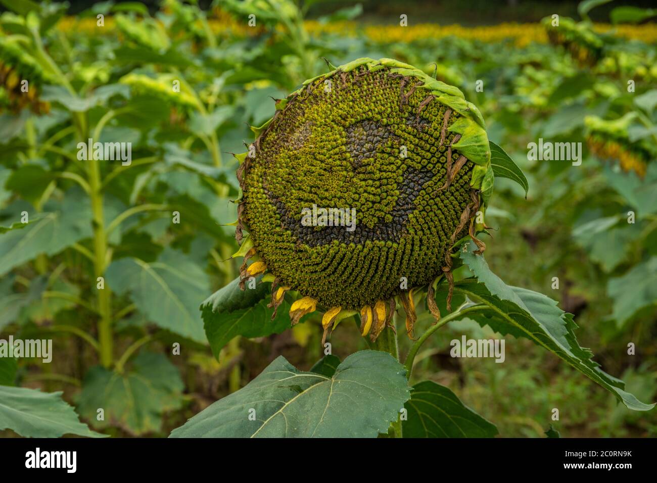 A smiling sunflower in a field with the seeds exposed in the shape of eyes and a mouth making for a happy plant at the end of its life with rows of su Stock Photo