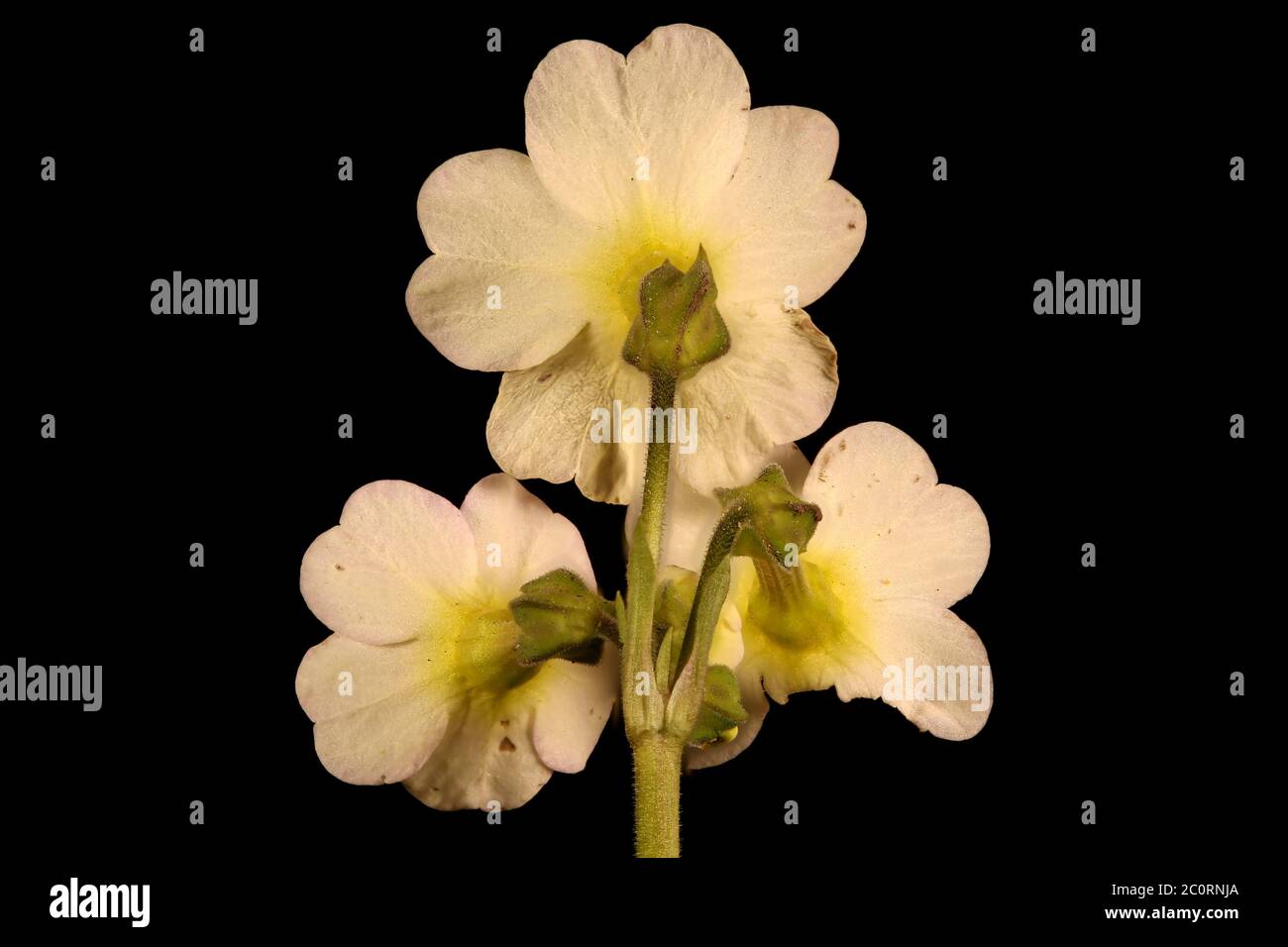 Primrose (Primula vulgaris). Inflorescence Closeup Stock Photo - Alamy