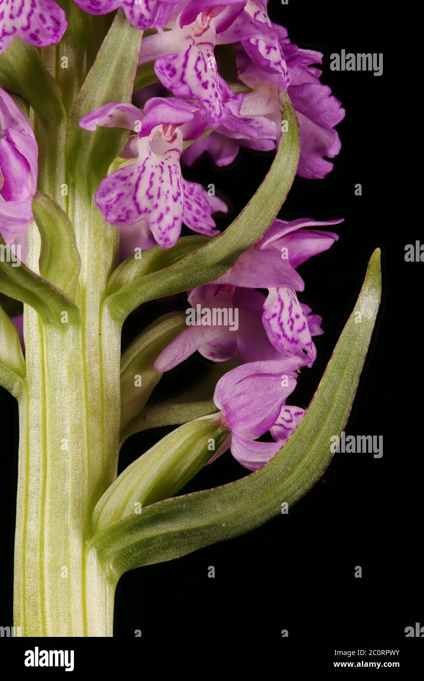 Baltic Spotted Orchid (Dactylorhiza baltica). Inflorescence Detail Closeup Stock Photo