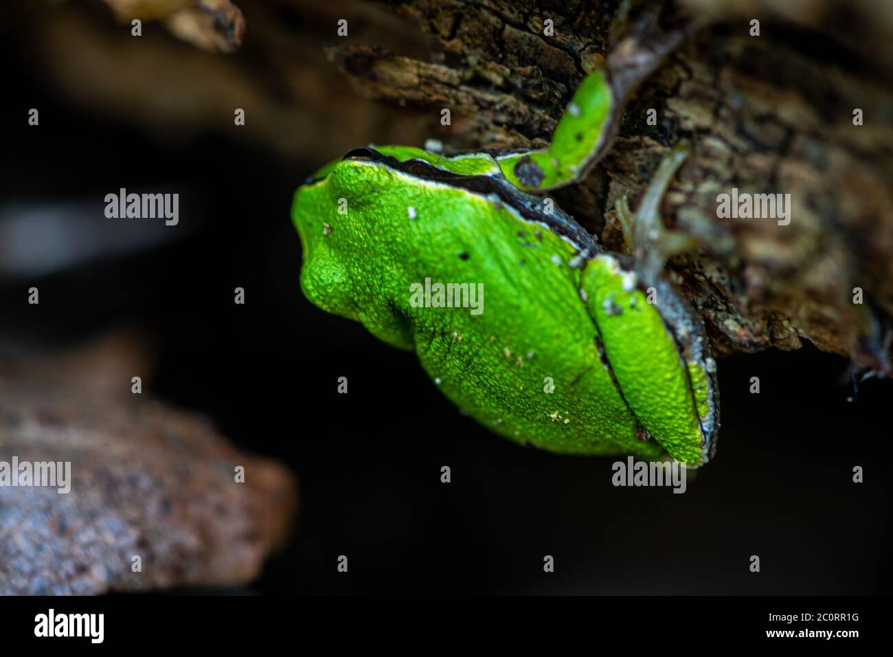 Close-up of the back of a little green frog sitting on a log Stock ...