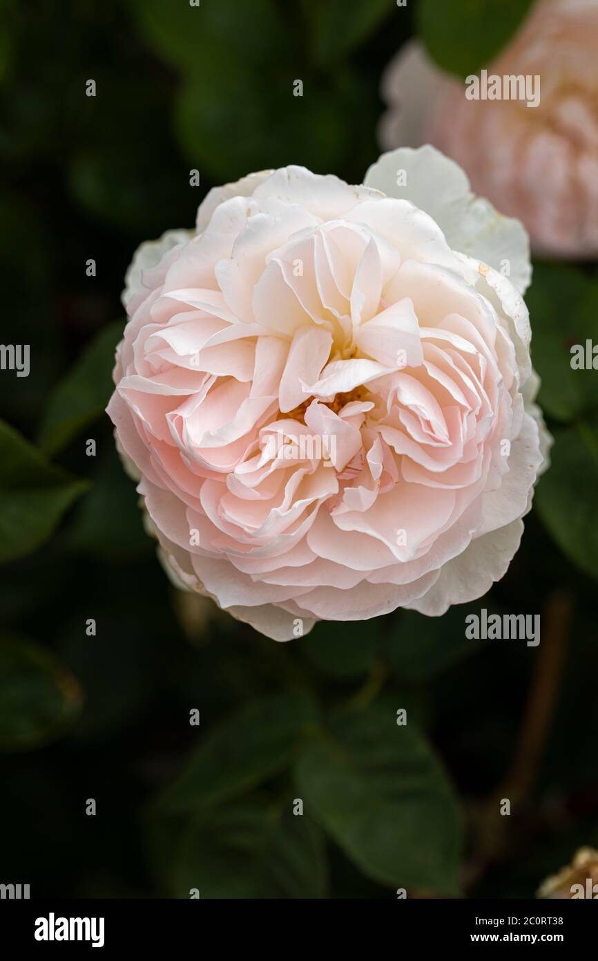 Close up of a beautiful pale pink shrub rose - David Austin rose called Rosa Gentle Hermione, UK.  Flowering in an English garden Stock Photo