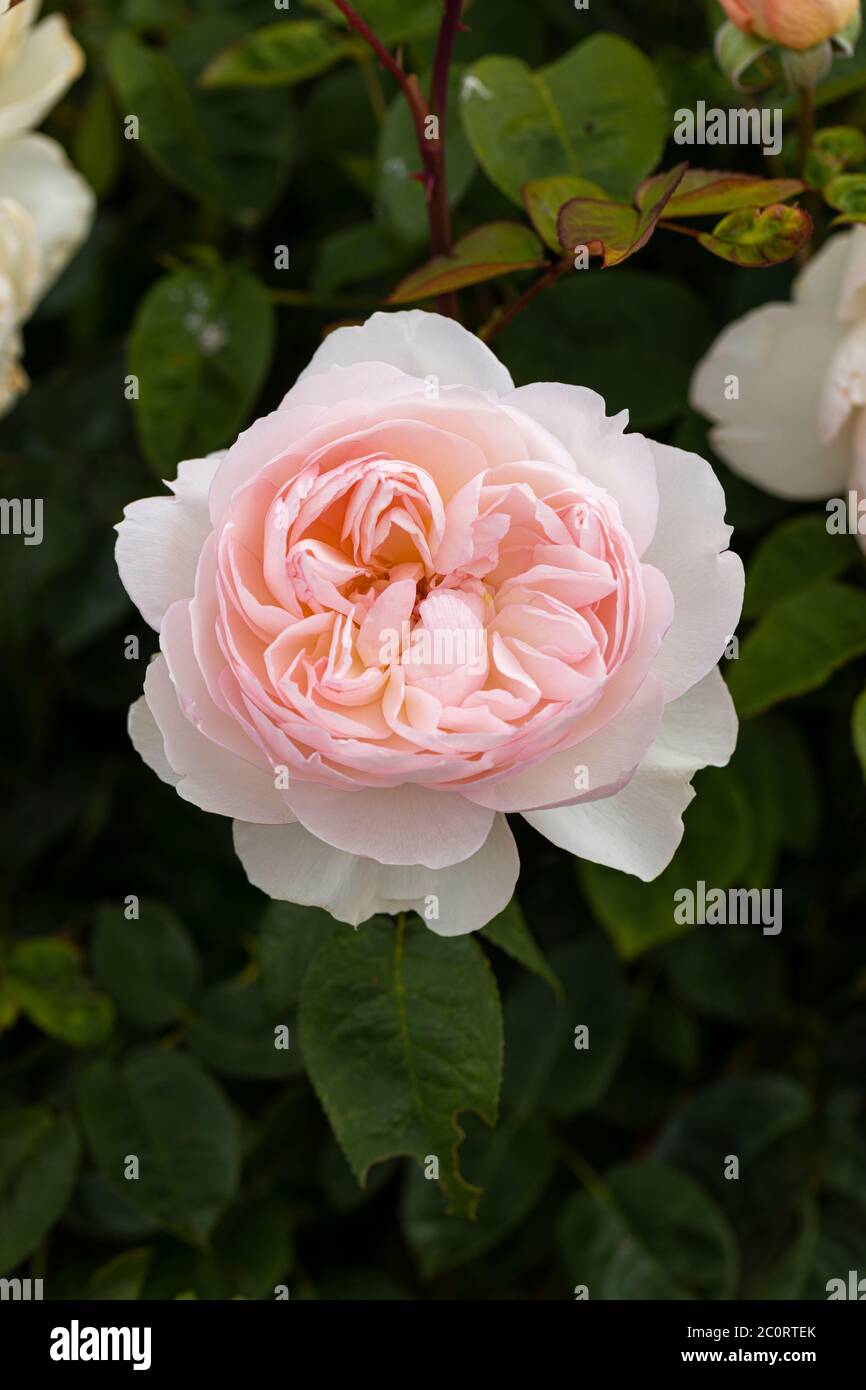 Close up of a beautiful pale pink shrub rose - David Austin rose called Rosa Gentle Hermione, UK.  Flowering in an English garden Stock Photo