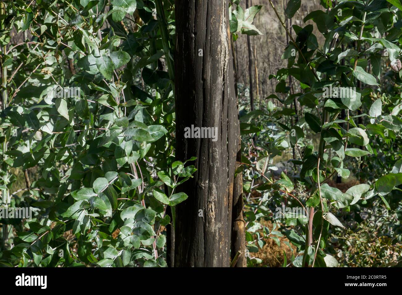Eucalyptus with green foliage and black burned bark, pyrophyte trees sprouting after a wildfire Stock Photo