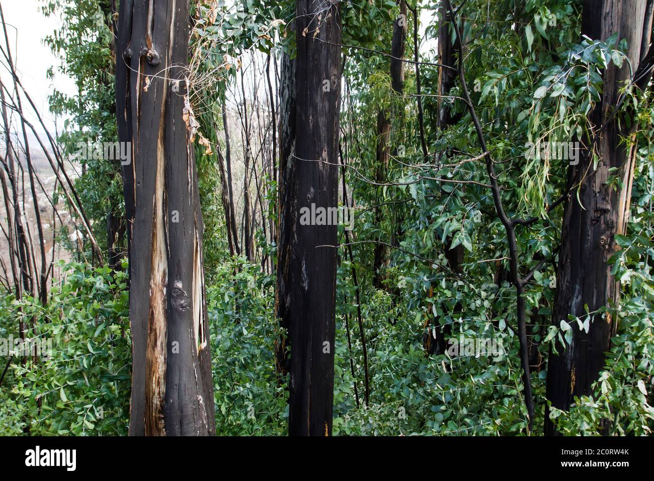 Eucalyptus with green foliage and black burned bark, pyrophyte trees sprouting after a wildfire Stock Photo