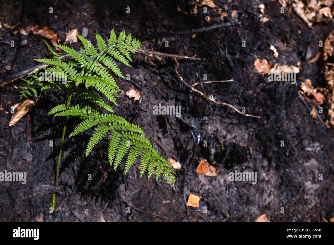 Green fern growing on the burned land Stock Photo