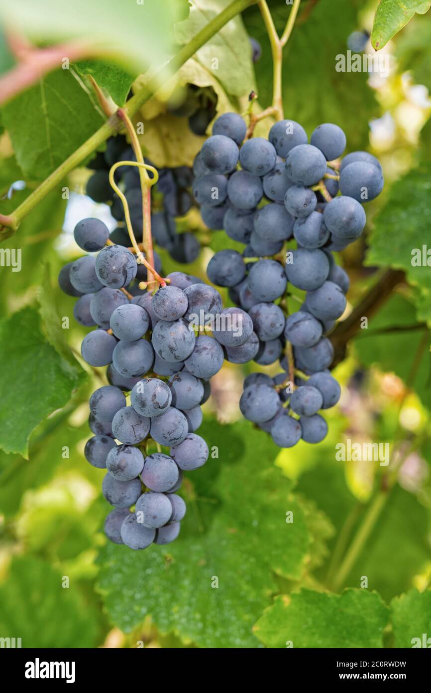 Matured grapes for red wine Stock Photo