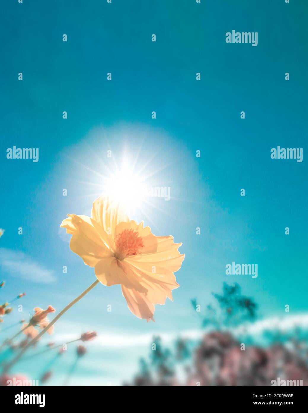 Yellow flower against sunlight on blur bright blue sky background, vintage color style nature background concept Stock Photo