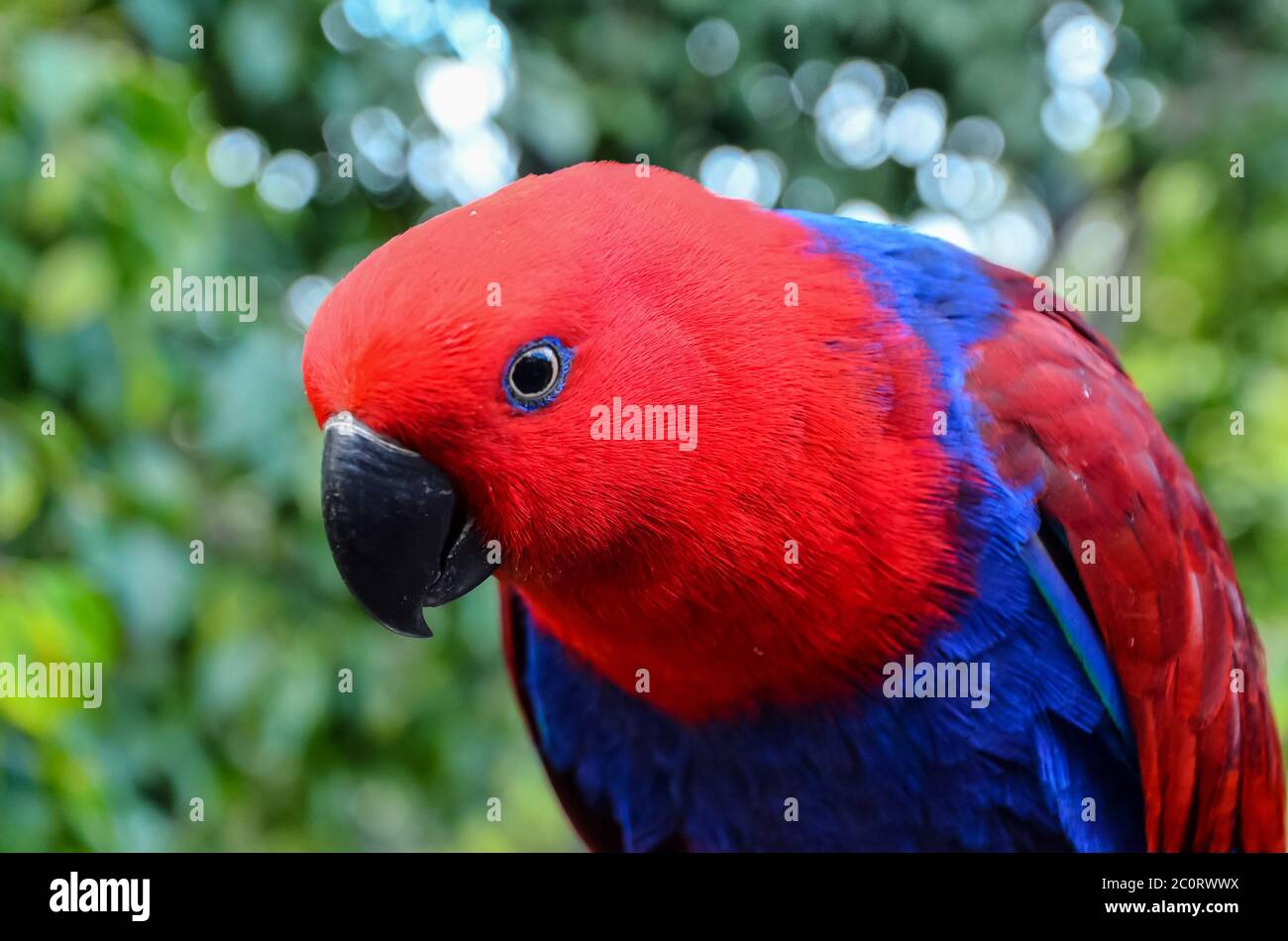 Parrot Tropical Bird Stock Photo Alamy