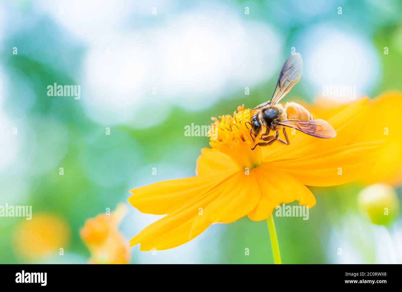 Yellow cosmos flower and Bee with soft blurred background on a bright day Stock Photo
