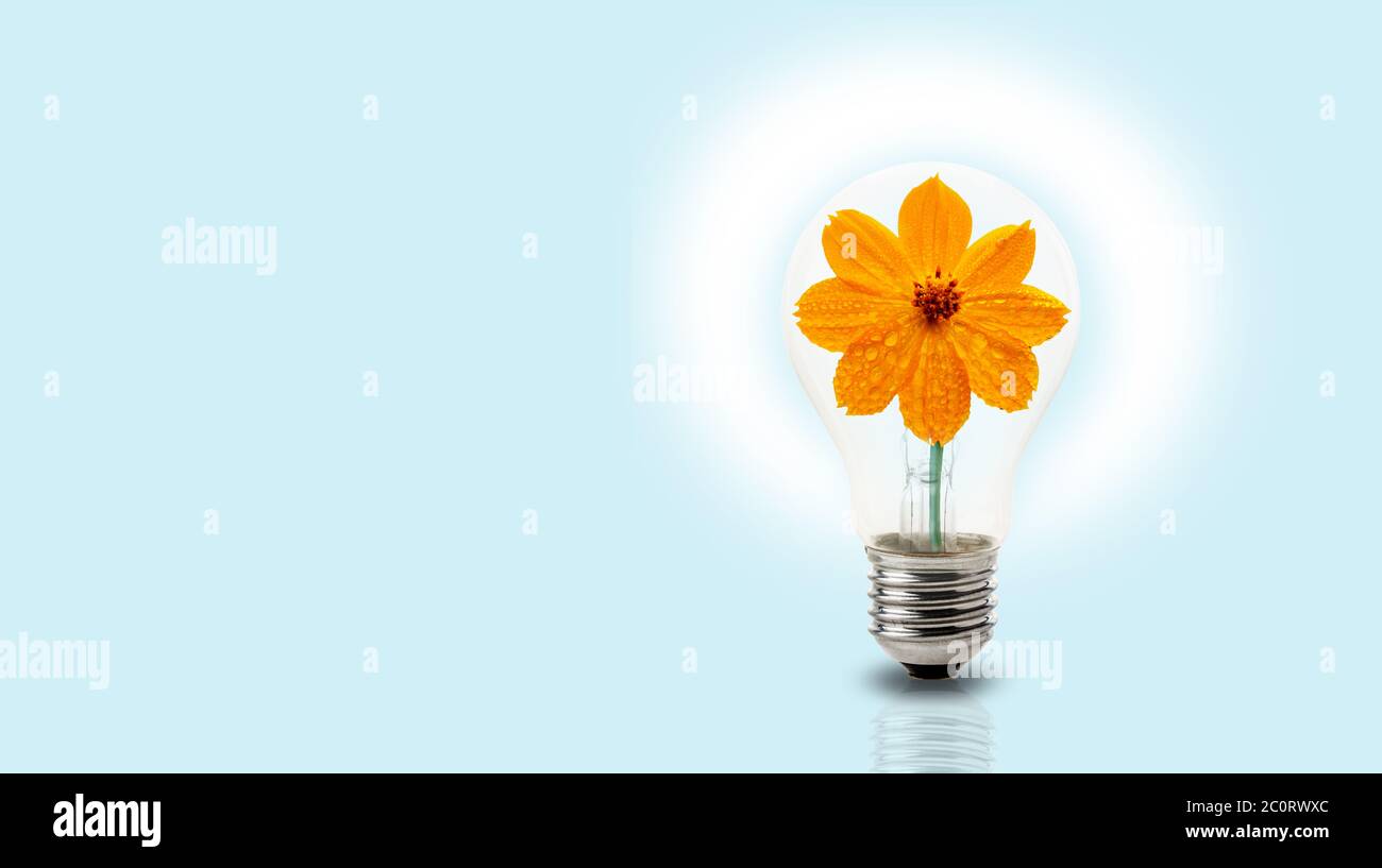Light bulb with yellow flower inside on light blue background, green energy or environmental energy concept Stock Photo