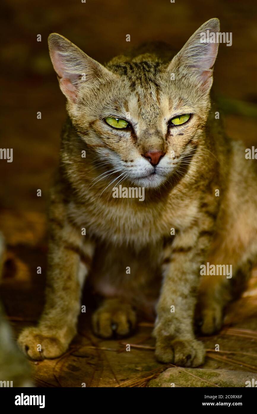 A beautiful closeup photograph of a Wild Cat with green eyes Stock ...