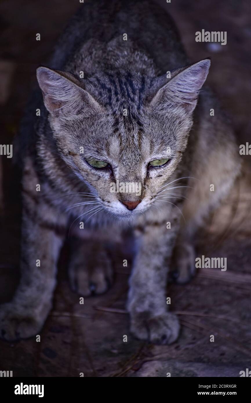 A beautiful closeup photograph of a Wild Cat with green eyes Stock ...