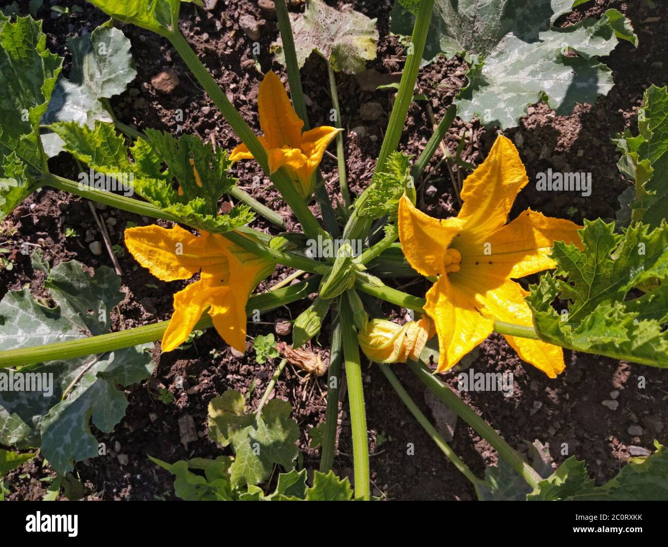 Courgette plant Cucurbita pepo with flowers growing in the garden Stock Photo