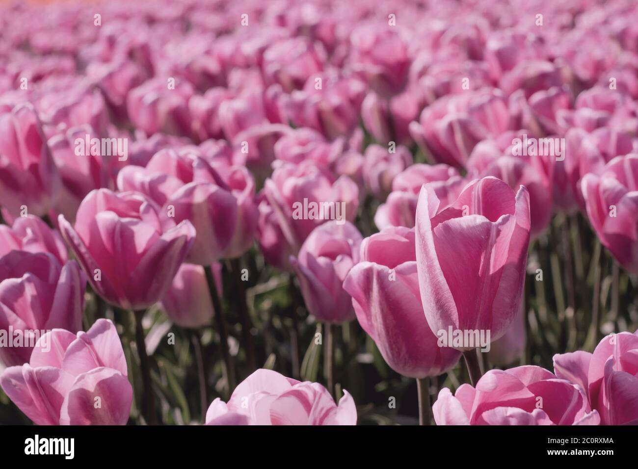 Colors spring tulip garden hi-res stock photography and images - Alamy