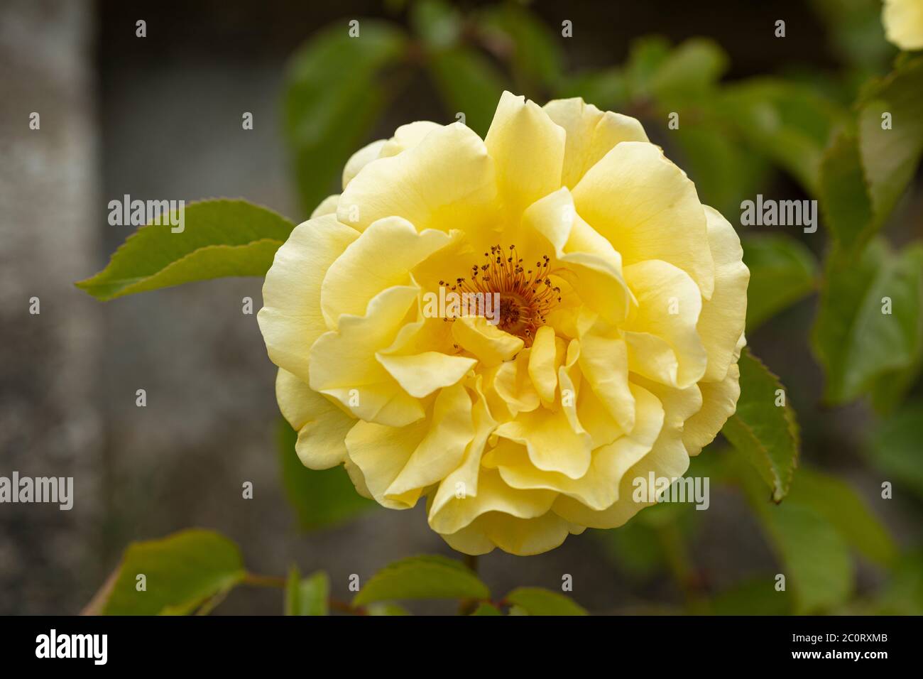 Close up of a David Austin yellow rose called Rosa Golden Gate. An English climbing rose.  Flowering in a garden in England, UK Stock Photo