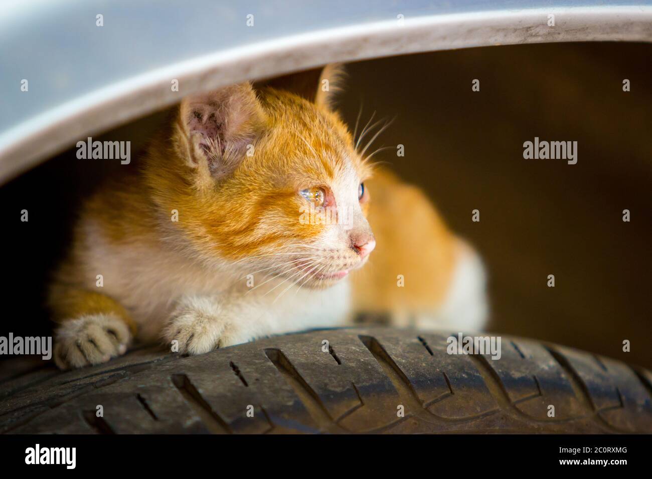 cat hide inside the car over the tire, safety for you pet concept Stock Photo