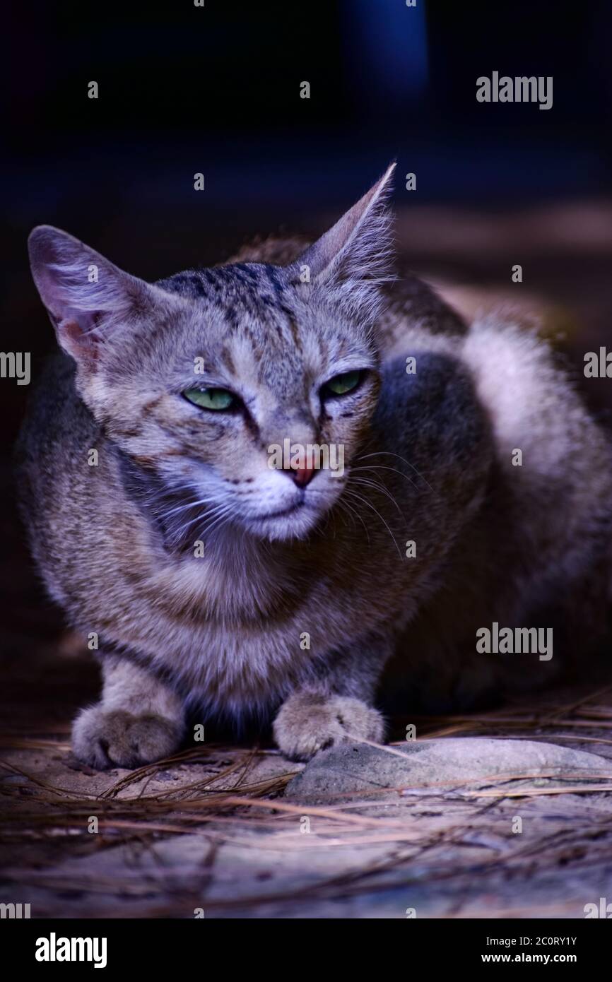 A beautiful closeup photograph of a Wild Cat with green eyes Stock ...