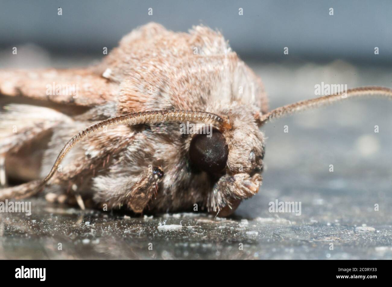 Night Insect Brown Moth Stock Photo