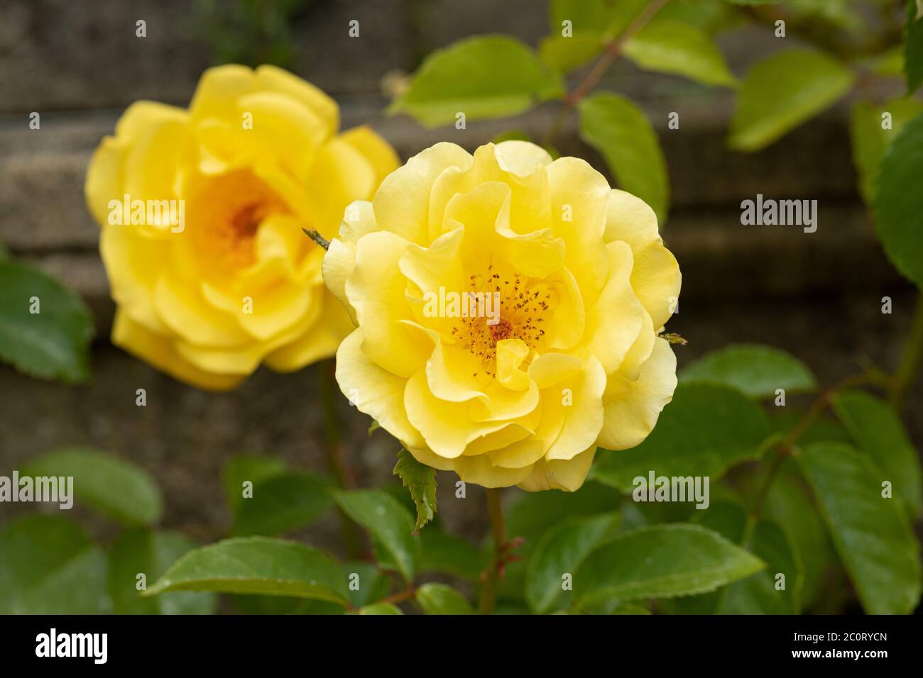 Close up of a David Austin yellow rose called Rosa Golden Gate. An English climbing  rose. Flowering in a garden in England, UK Stock Photo - Alamy