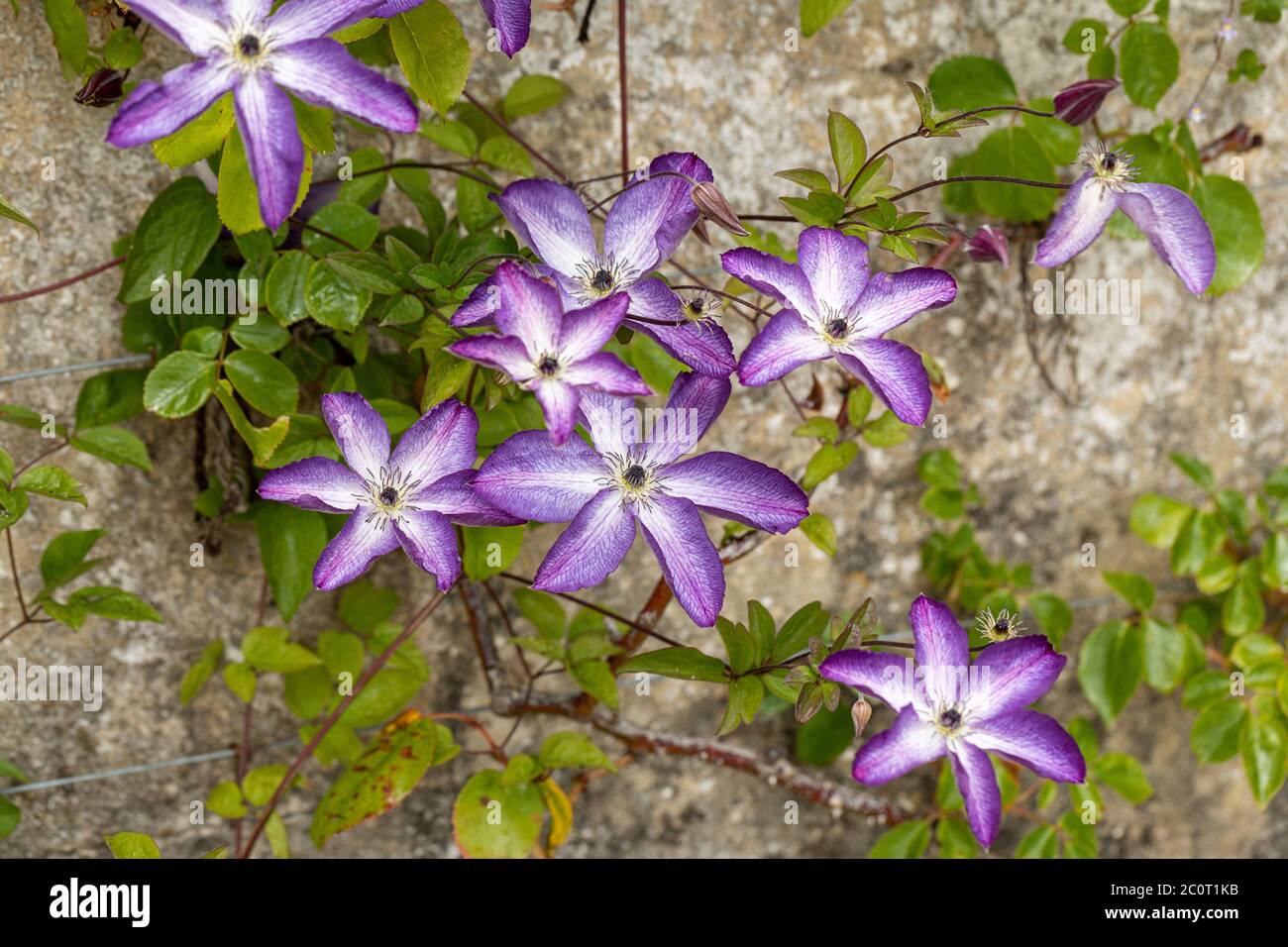 Close up of Clematis Viticella Venosa Violacea flowering in an English garden, England, UK Stock Photo