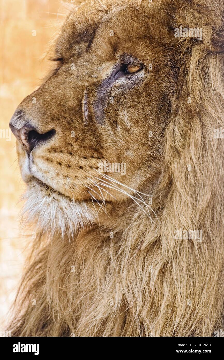 Portrait of Lion Stock Photo