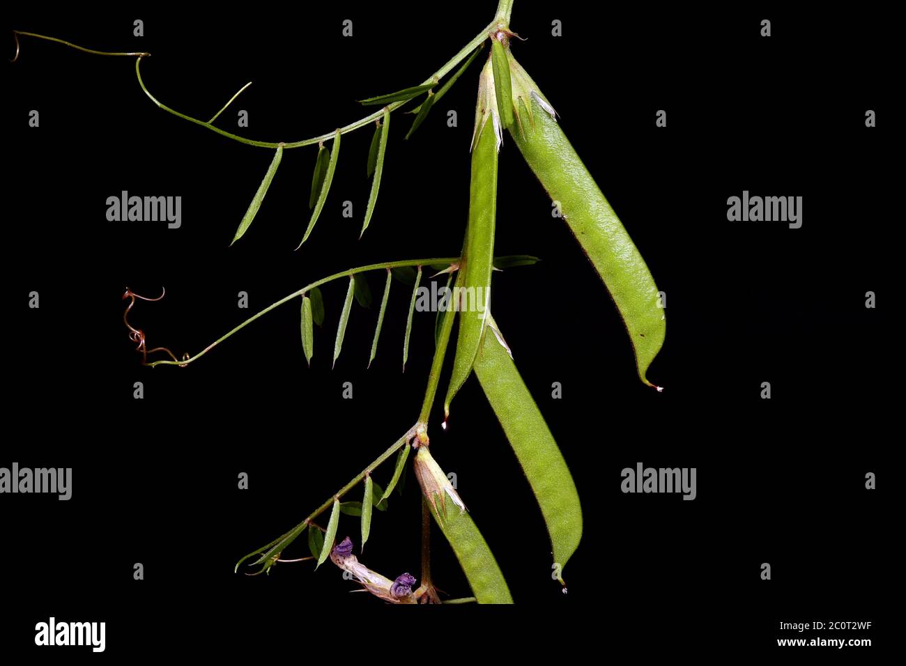 Narrow-Leaved Vetch (Vicia angustifolia). Young Fruit Closeup Stock Photo