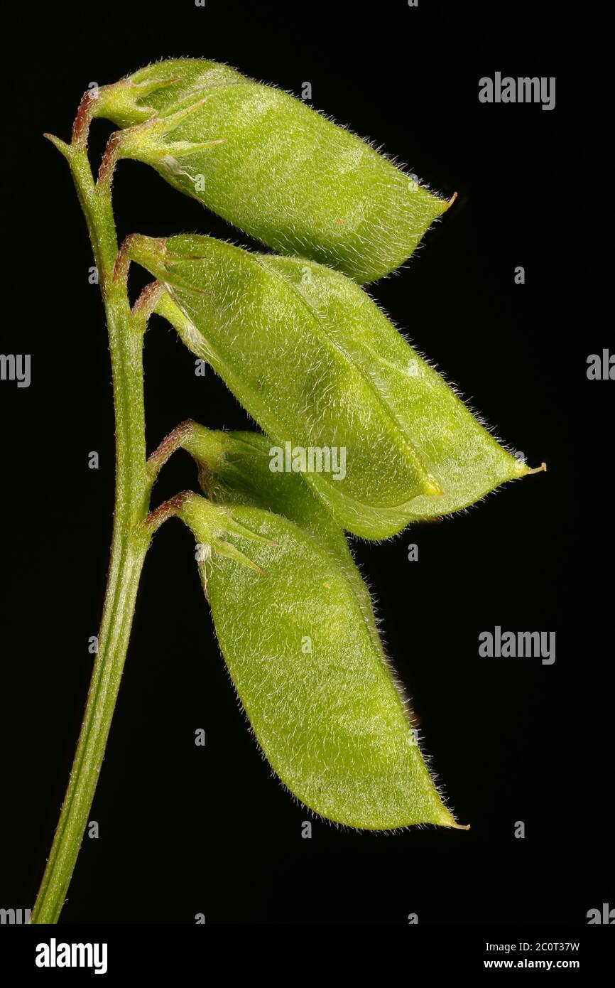 Hairy Tare (Vicia hirsuta). Young Fruit Closeup Stock Photo