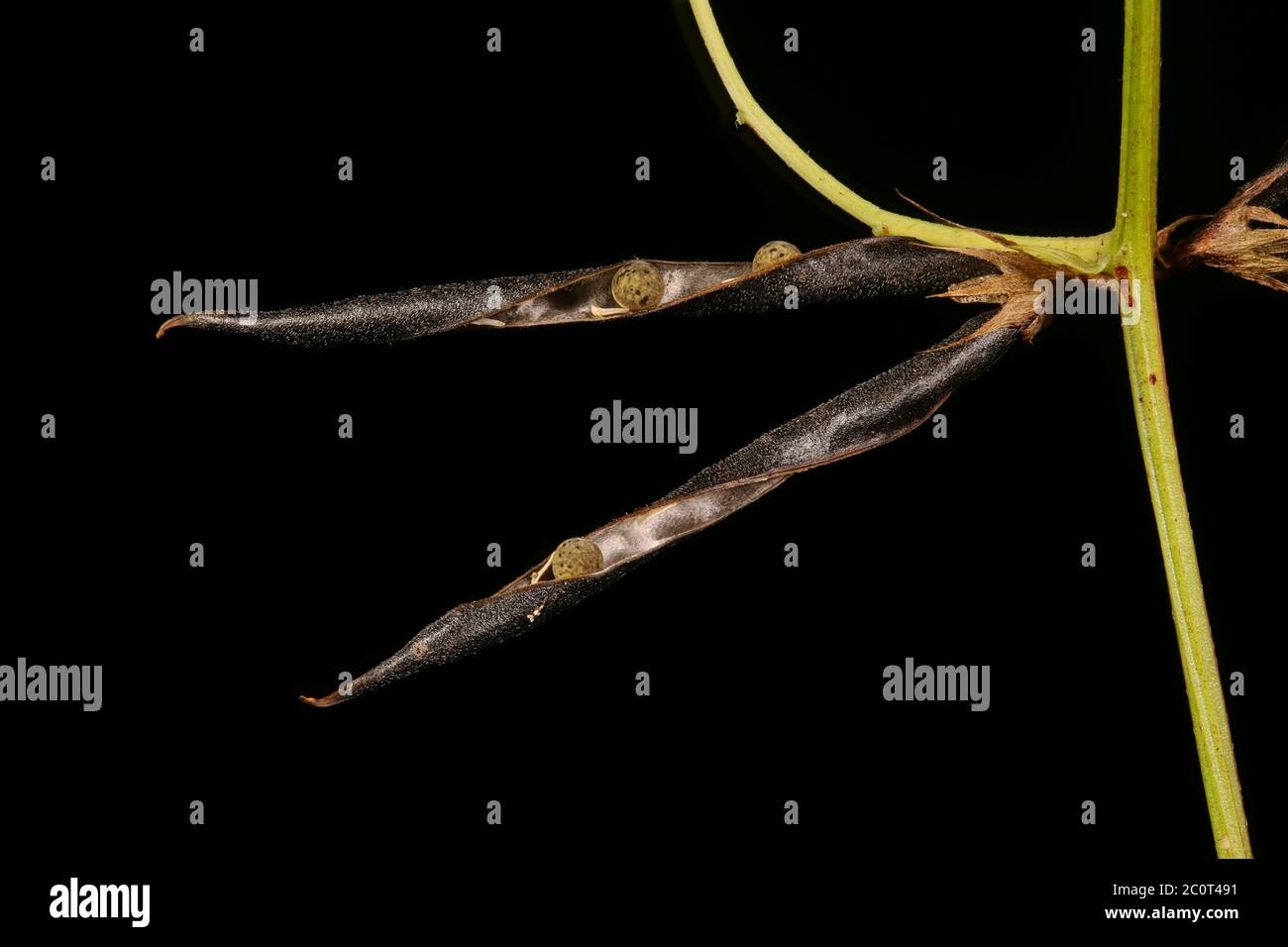 Narrow-Leaved Vetch (Vicia angustifolia). Mature Fruit Closeup Stock Photo