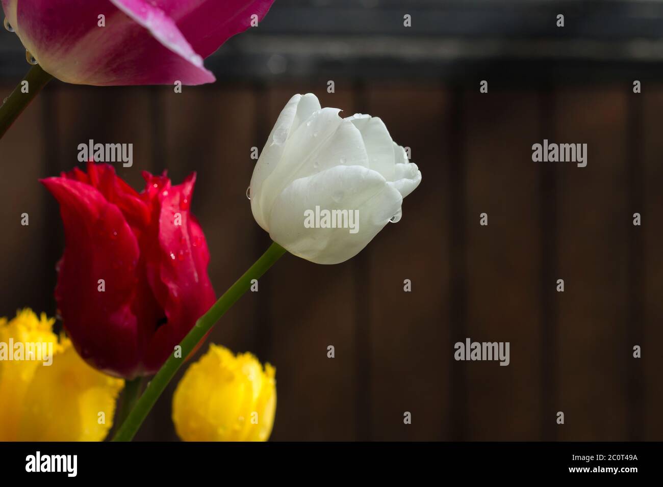 Tulip natural flowers colorful bouquet Stock Photo - Alamy