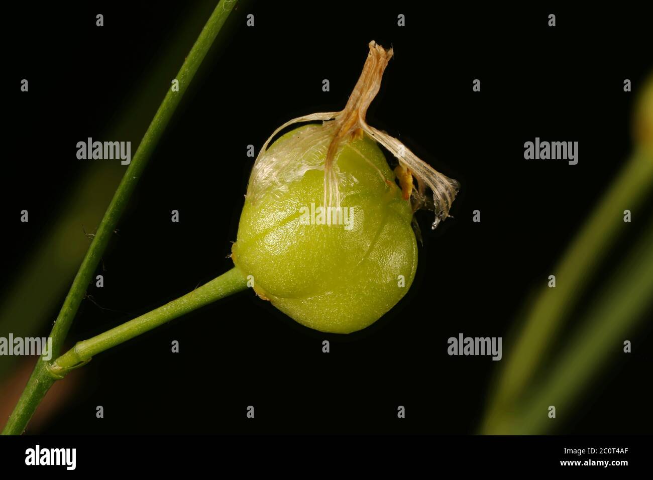 Branched St. Bernard's-Lily (Anthericum ramosum). Fruit Closeup Stock Photo