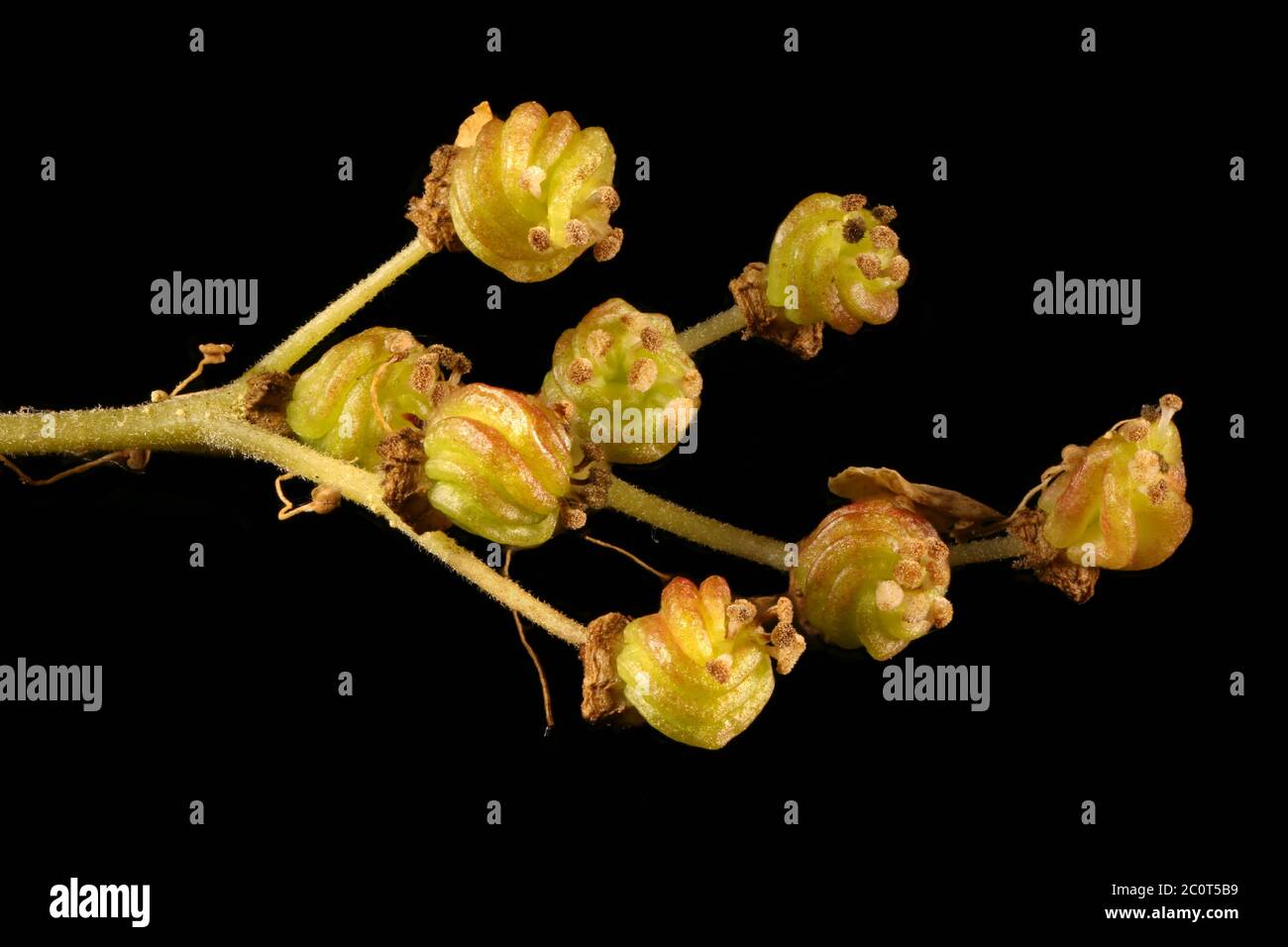 Meadowsweet (Filipendula ulmaria). Infructescence Closeup Stock Photo