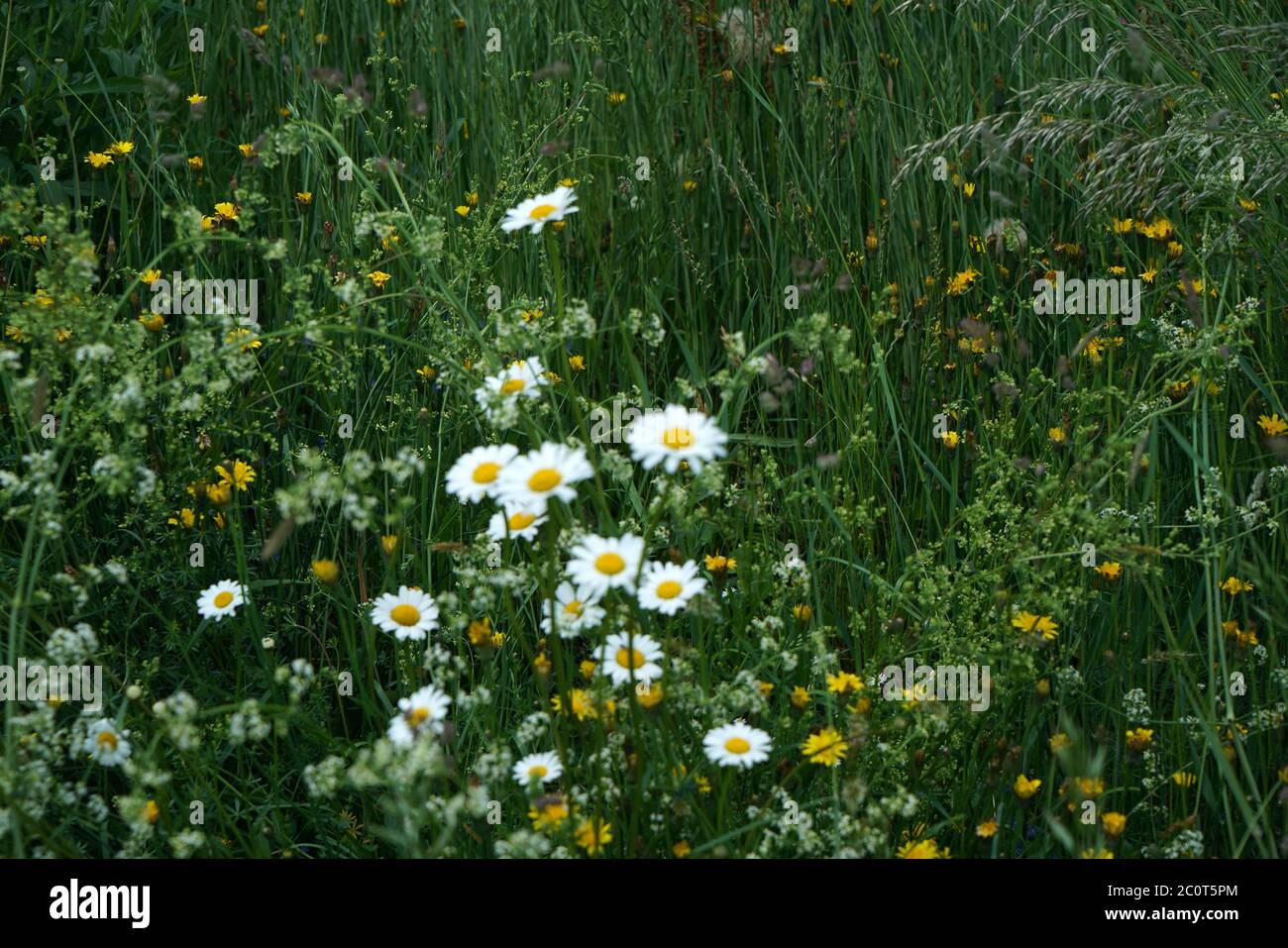 Daisies under the best conditions in nature Photographed with natural