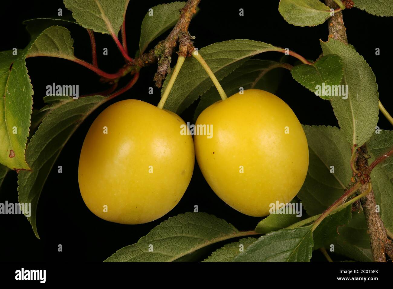 Cherry Plum (Prunus cerasifera). Fruit Closeup Stock Photo