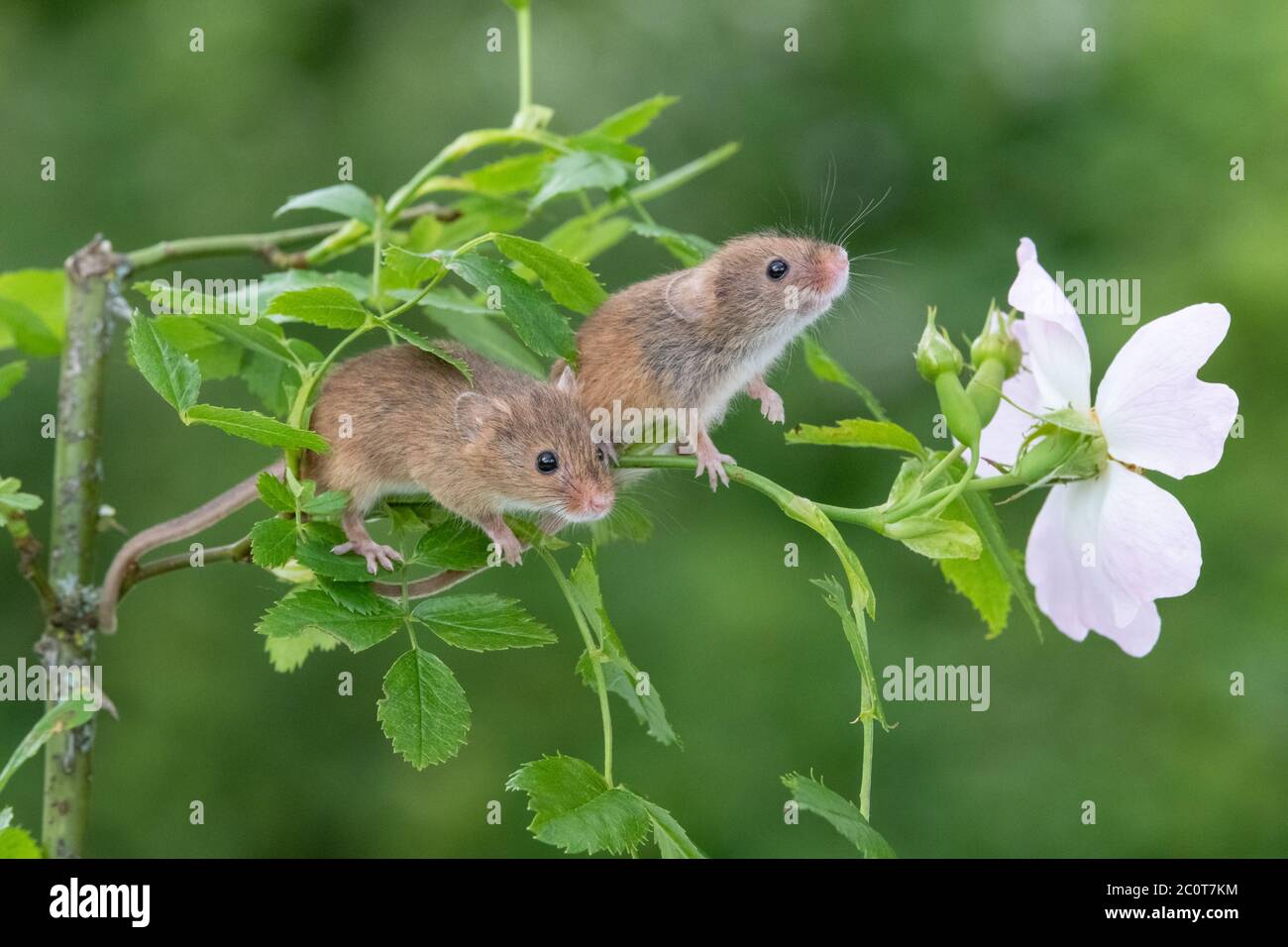 Two cute harvest mice sitting like friends on a branch of dog-rose Stock Photo