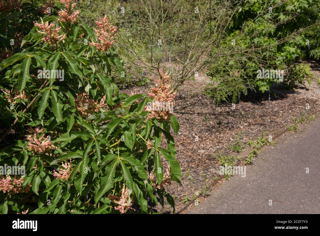 Summer Foliage and Flower Heads of the Deciduous Chestnut Tree (Aesculus x mutabilis 'Induta') in a Garden in Rural Devon, England, UK Stock Photo