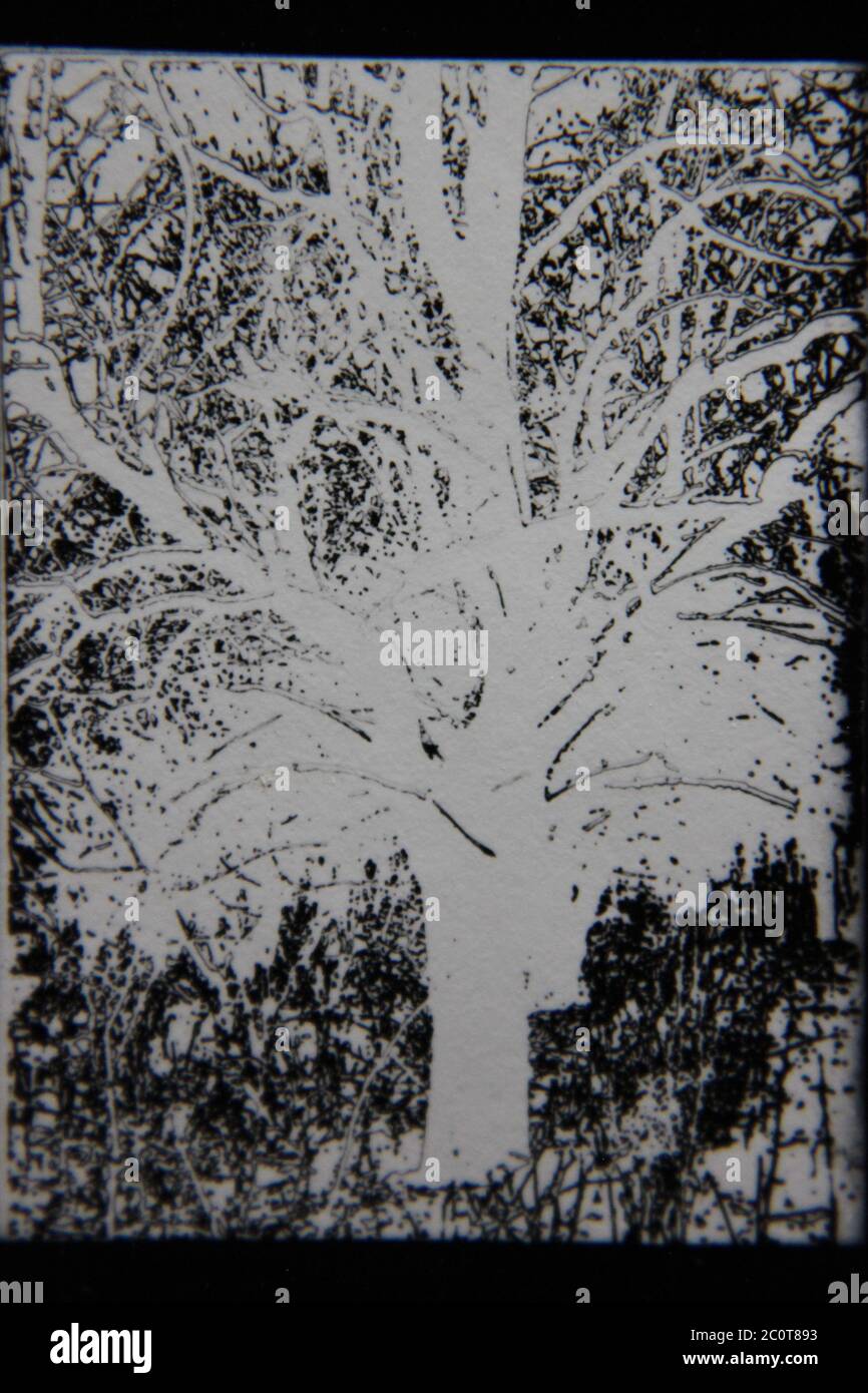 Fine 1970s vintage black and white photography of the beauty of nature ...