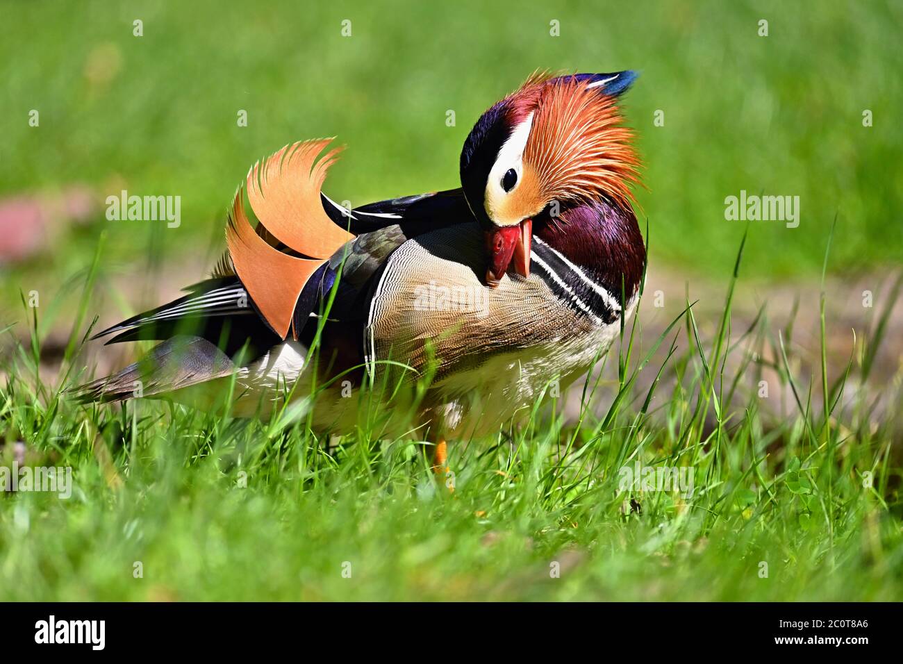 Close-up of a Male Mandarin Duck Sitting on a Rock by the Water · Free  Stock Photo, image size:1300x956