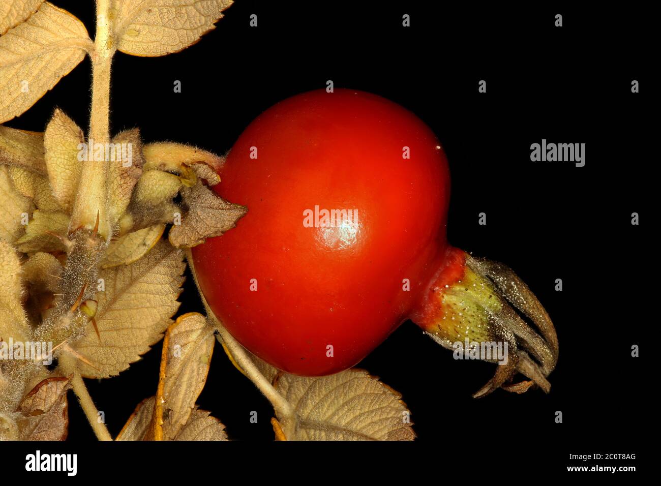 Japanese Rose (Rosa rugosa). Fruit Closeup Stock Photo Alamy