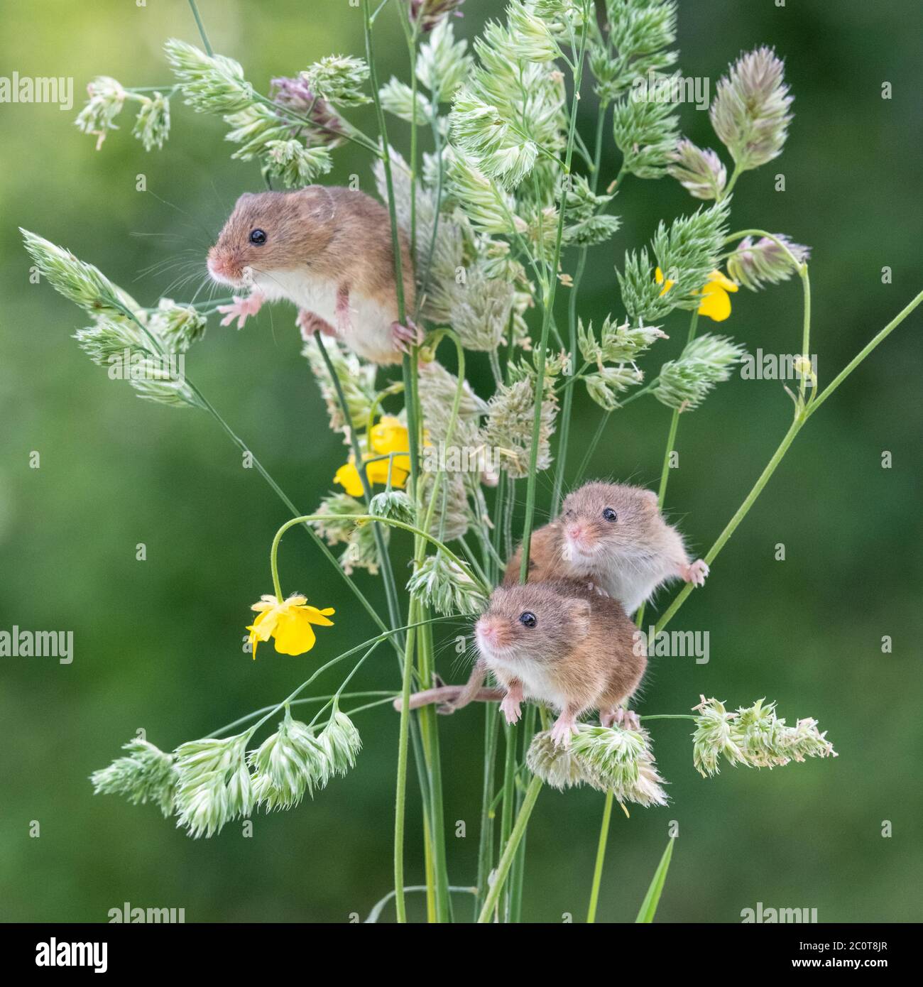 Three cute little harvest mice playing in grasses Stock Photo