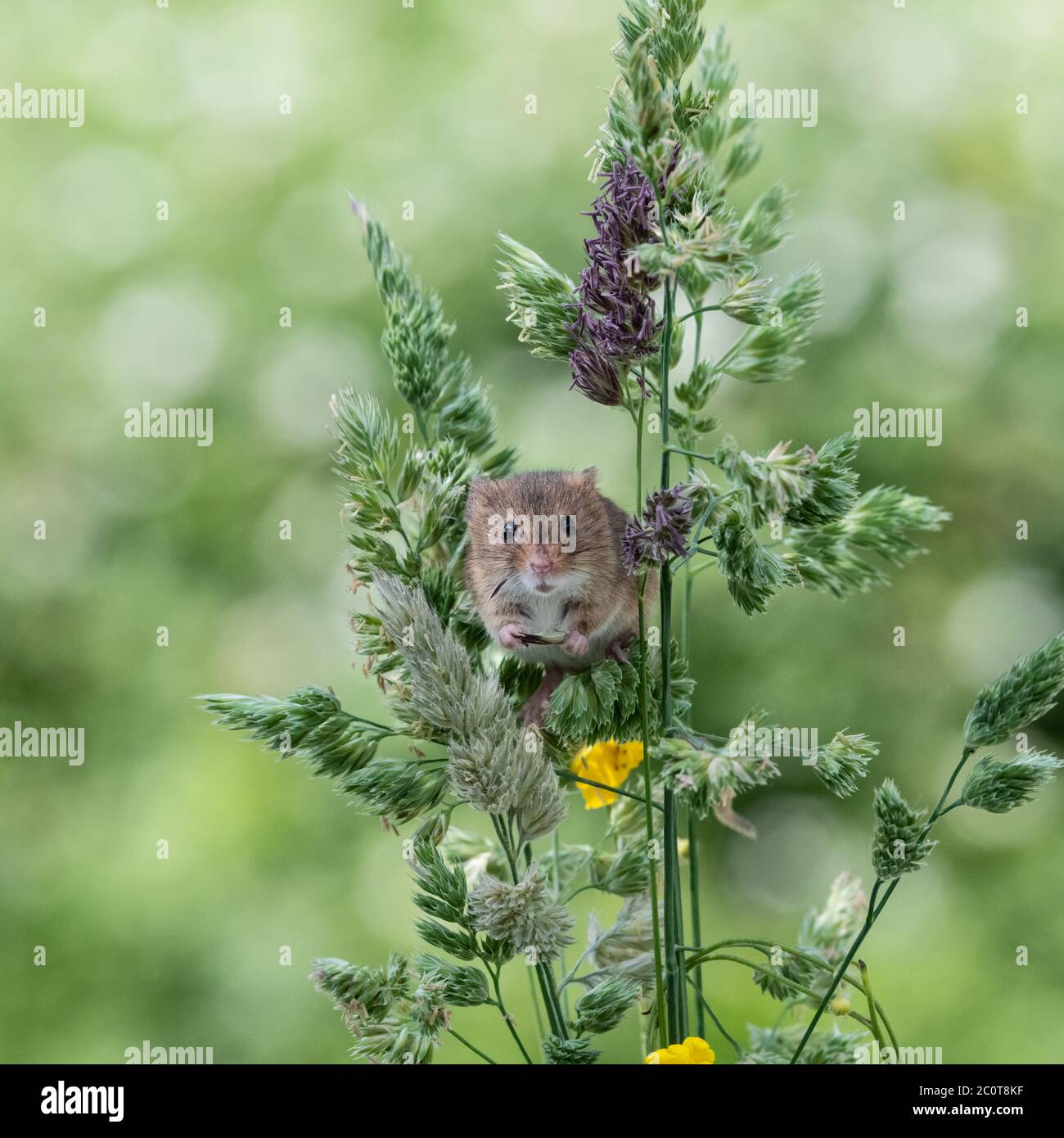 Adorable harvest mouse sitting amongst tall grasses Stock Photo