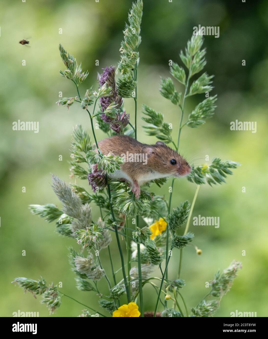 Adorable harvest mouse sitting amongst tall grasses Stock Photo