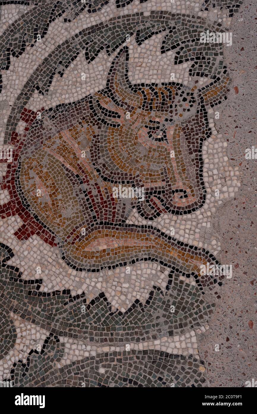 Fragmentary depiction of a bull. Late Roman mosaic at Villa Romana del ...