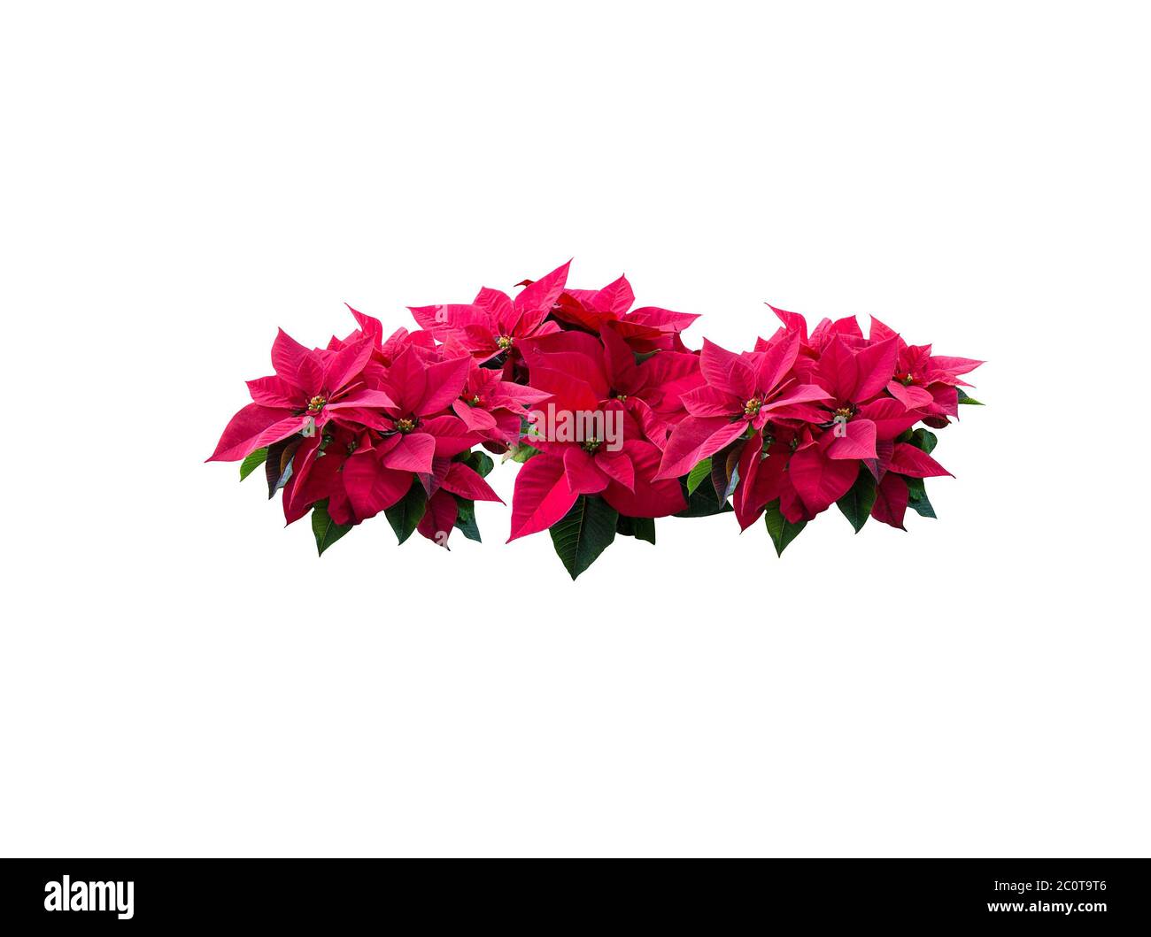 Red poinsettia flower string Stock Photo Alamy